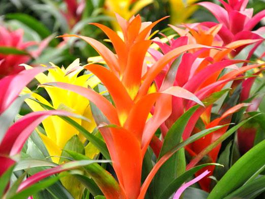 Bromelia. Πώς να φροντίζετε;