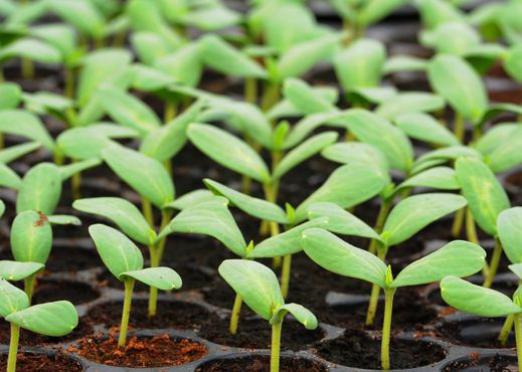 Πώς να αναπτύξετε μια ορχιδέα από τους σπόρους;