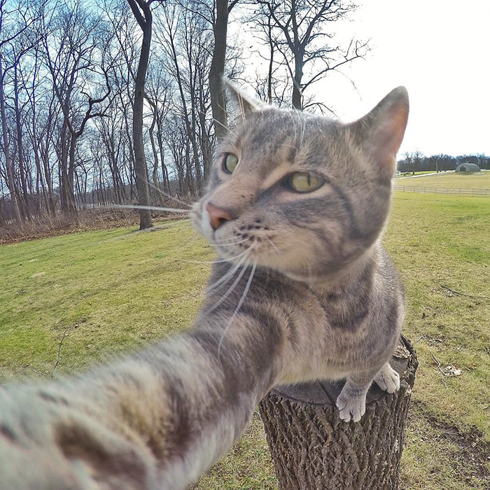 γάτα selfie