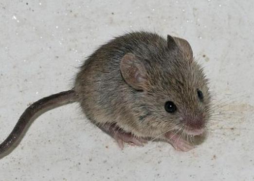Γιατί ονειρεύεται ένα γκρίζο ποντίκι;