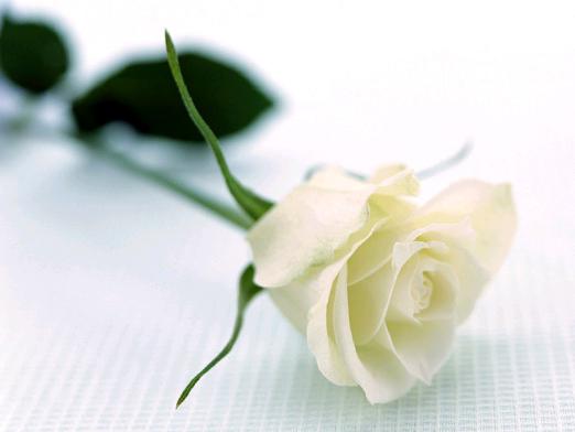 Τι σημαίνει ένα λευκό τριαντάφυλλο;