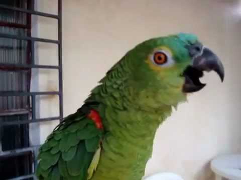 Πώς τραγουδούν οι παπαγάλοι;