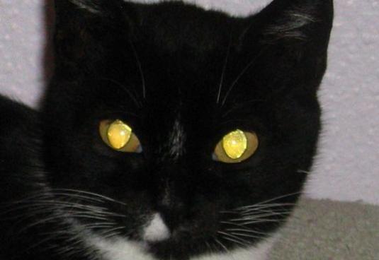 Γιατί οι γάτες έχουν λαμπερά μάτια;